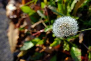 Close up White Dandelion Flower in Park. photo