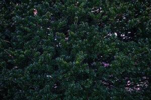 Green Christmas Tree Leaves in the Dark Tone Background. photo