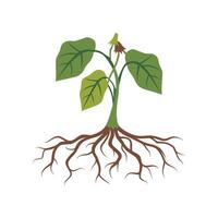 Vegetable plants with roots vector