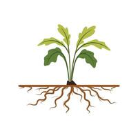 Vegetable plants with roots vector