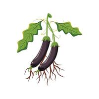 Vegetable plants with roots vector