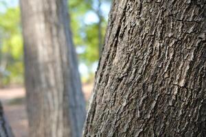 Close up Tree Trunk in the Park. photo