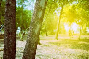 Close up Tree Trunk in the Park with Beautiful Light Leaks Background. photo