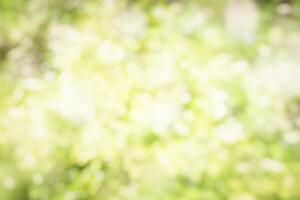 Blurred Nature Green Bokeh Background. photo