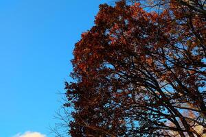 Trees in the Autumn Forest Background. photo