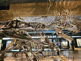 KITAKYUSHU, JAPAN  NOVEMBER 15, 2023 Raptor bones with shadow at Kitakyushu Museum of Natural History and Human History. It is a famous landmark of Fukuoka. photo
