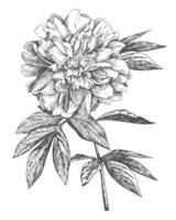 A branch of a peony with a blooming flower and leaves. Linear vintage graphics in the style of engraving. Black and white illustration for wall drawings, invitations, wrapping paper, textiles. vector