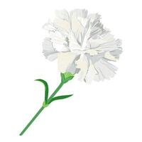 White carnation with a green stem isolated on a white background. A flower for a wedding boutonniere. Vector clip art for invitations.