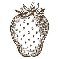 Sketch of farm strawberries on a white background. Garden berry in engraving style, old etching technology. Handmade ink drawing is suitable for the design of environmentally friendly products. vector