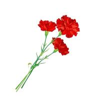 A red carnation highlighted on a white background. Bouquet with in honor of the fallen heroes. Vector clipart for greeting cards for Victory Day, May 9, Anzac Day. A symbol of revolution and victory.