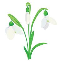 Spring flowers. Vector illustration of snowdrops in flat style. Snowdrops are breaking through the snow. Simple illustration on white isolated background.