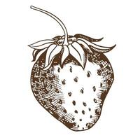 Linear drawing of strawberries, imitation of engraving technique. Detailed ink drawing of a farm berry on white background. Vector illustration of environmental product design. Sketch in etching style