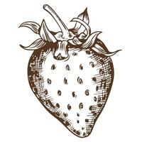 Sketch of farm strawberries on a white background. Garden berry in engraving style, old etching technology. Handmade ink drawing is suitable for the design of environmentally friendly products. vector