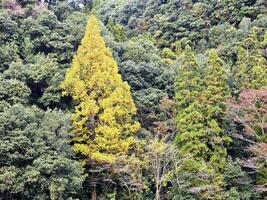 Fall Foliage at Amagase Onsen along the Kusu River in Oita Fukuoka Japan. photo