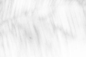 Abstract Palm Leaves Shadow on White Grunge Concrete Wall Texture Background. photo