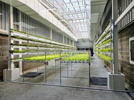 BANGKOK, THAILAND JANUARY 20, 2024 Hydroponics farm at Wholesale. It is a famous wholesale center in Thailand where is operated by by Central Retail Corporation. photo
