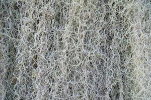 White Spanish Moss Texture Background. photo