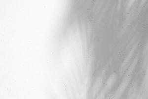Abstract Palm Leaves Shadow on White Grunge Concrete Wall Texture Background. photo