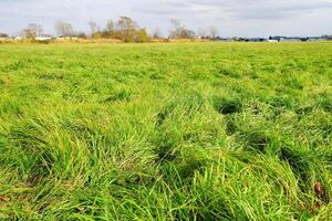 Scenery of Grass Field with Farm Background in the Autumn. photo