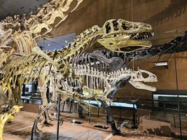 KITAKYUSHU, JAPAN  NOVEMBER 15, 2023 Raptor bones with shadow at Kitakyushu Museum of Natural History and Human History. It is a famous landmark of Fukuoka. photo