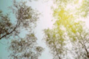 borroso fondo ver de arboles en el parque con ligero fuga antecedentes. foto