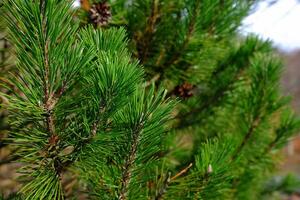 cerca arriba Navidad árbol hojas antecedentes. foto