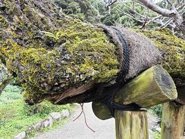 Big Tree Stakes for Broken Branch Prevention. photo