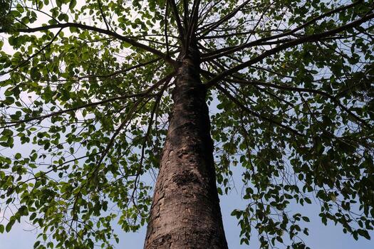 Bottom View of Trees in the Park in the Autumn. photo