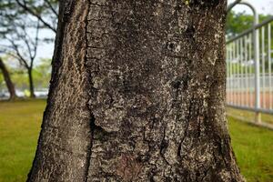 Close up Tree Trunk in the Park. photo