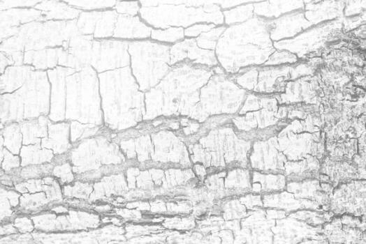 White Tree Bark Texture Background, Suitable for Presentation and Backdrop. photo