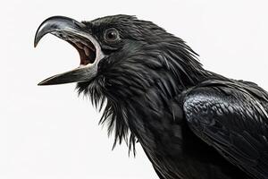 AI generated closeup screaming black raven on a white background photo