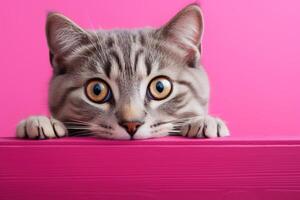 AI generated Cute young striped gray cat peeking out of a pink hiding place with its paws on a bright pink background photo