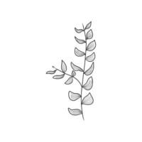 Black and white drawing of a delicate plant, suitable for botanical illustrations, nature themed designs, coloring books, and educational materials. vector