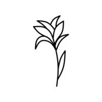 Drawing of a plant with leaves suitable for nature, botanical, gardening, and organic product designs, packaging, and educational materials. vector