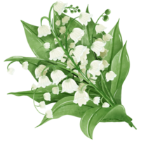 A bouquet of lilies of the valley.  Hand Drawn Watercolor illustration of spring flowers png