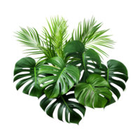 AI generated Tropical plant isolated on transparent background png