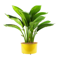 AI generated Tropical plant isolated on transparent background png