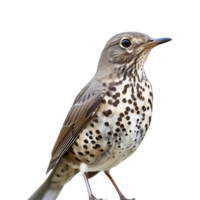 AI generated Mistle thrush isolated on transparent background png