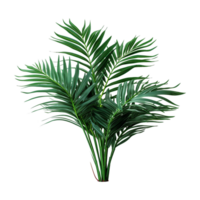 ai généré tropical plante isolé sur transparent Contexte png