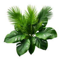 ai généré tropical plante isolé sur transparent Contexte png