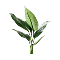 AI generated Tropical plant isolated on transparent background png