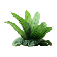 ai generado tropical planta aislado en transparente antecedentes png