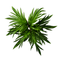 AI generated Tropical plant isolated on transparent background png