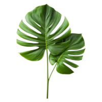 ai generado tropical planta aislado en transparente antecedentes png