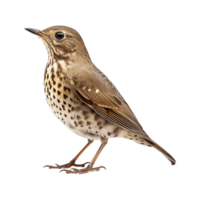 AI generated Mistle thrush isolated on transparent background png