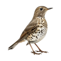 AI generated Mistle thrush isolated on transparent background png