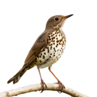 AI generated Mistle thrush isolated on transparent background png