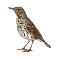 AI generated Mistle thrush isolated on transparent background png