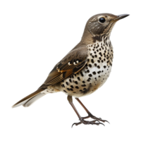 AI generated Mistle thrush isolated on transparent background png