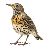 AI generated Mistle thrush isolated on transparent background png